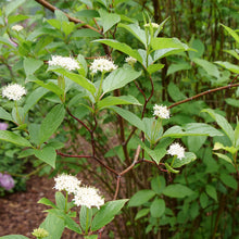 Load image into Gallery viewer, Cornus ser. 'Arctic Fire' - Red-Twig Dogwood