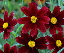 Load image into Gallery viewer, Coreopsis 'Red Elf'