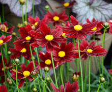 Load image into Gallery viewer, Coreopsis 'Red Elf'