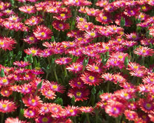Load image into Gallery viewer, Delosperma 'Garnet'