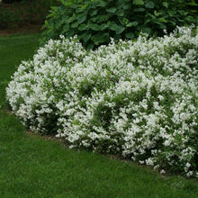 Load image into Gallery viewer, Deutzia grac. 'Nikko'