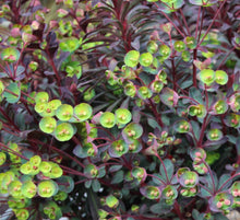 Load image into Gallery viewer, Euphorbia 'Miner's Merlot'