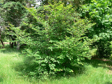 Load image into Gallery viewer, Hamamelis virginiana - Witch hazel