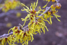 Load image into Gallery viewer, Hamamelis 'Arnolds Promise'