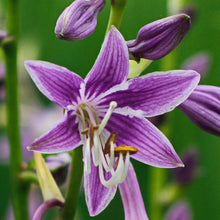 Load image into Gallery viewer, Hosta 'Purple Sensation'