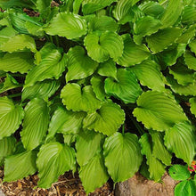Load image into Gallery viewer, Hosta 'Purple Sensation'