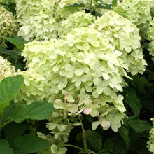 Load image into Gallery viewer, Hydrangea pan. 'Limelight' - Tree Form