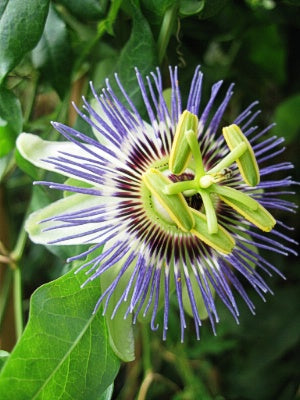 Passiflora caerulea - Passion Flower – Pondside Nursery