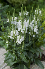 Load image into Gallery viewer, Physostegia 'Crystal Peak White' - Obedient Plant