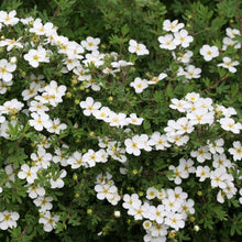 Load image into Gallery viewer, Potentilla 'Happy Face White'