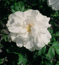 Load image into Gallery viewer, Rosa rugosa ‘Blanc Double de Coubert’