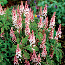 Load image into Gallery viewer, Tiarella 'Pink Skyrocket'