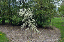 Load image into Gallery viewer, Cercis can. 'Vanilla Twist' - Redbud