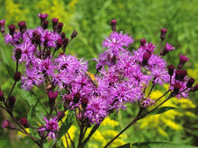 Load image into Gallery viewer, Vernonia noveboracensis - New York Ironweed