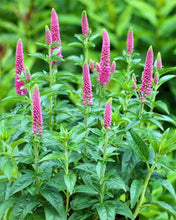 Load image into Gallery viewer, Veronica 'First Love' - Speedwell