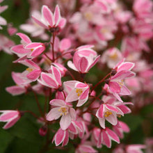 Load image into Gallery viewer, Deutzia ‘Yuki Cherry Blossom’