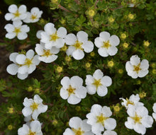 Load image into Gallery viewer, Potentilla frut. 'Abbottswood'