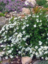 Load image into Gallery viewer, Potentilla frut. 'Abbottswood'
