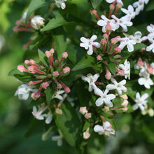 Load image into Gallery viewer, Abelia 'Sweet Emotion' - Hardy Abelia
