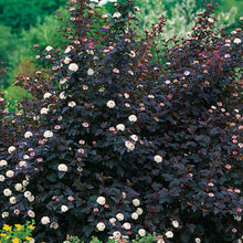 Load image into Gallery viewer, Physocarpus op. 'Diabolo' - Ninebark