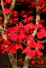 Load image into Gallery viewer, Acer jap. 'Aconitifolium - Full Moon Maple
