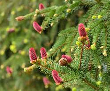 Load image into Gallery viewer, Picea abies 'Acrocona'