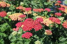 Load image into Gallery viewer, Achillea 'Strawberry Seduction' - Yarrow