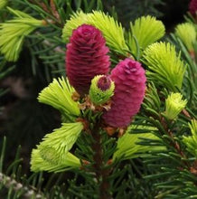 Load image into Gallery viewer, Picea abies 'Acrocona'