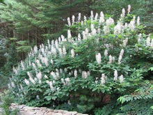 Load image into Gallery viewer, Aesculus parviflora - Bottlebrush Buckeye
