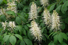 Load image into Gallery viewer, Aesculus parviflora - Bottlebrush Buckeye