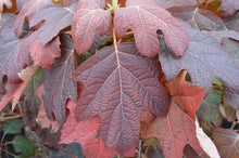 Load image into Gallery viewer, Hydrangea quer. 'Alice'