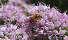 Load image into Gallery viewer, Allium 'Summer Peek-a-Boo' - Ornamental Onion