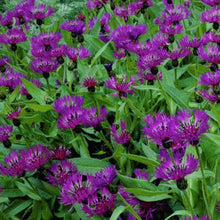Load image into Gallery viewer, Centaurea 'Amethyst Dream'