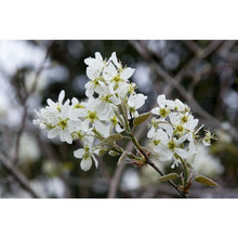Load image into Gallery viewer, Amelanchier 'Autumn Brilliance' - Serviceberry