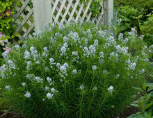 Load image into Gallery viewer, Amsonia hubrictii - Blue Star