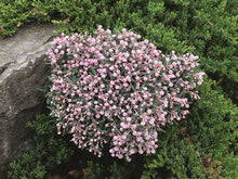 Load image into Gallery viewer, Andromeda &#39;Blue Ice&#39; - Bog Rosemary
