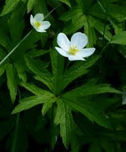 Load image into Gallery viewer, Anemone canadensis