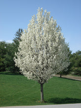 Load image into Gallery viewer, Pyrus cal. ‘Aristocrat' - Flowering Pear