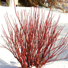 Load image into Gallery viewer, Cornus ser. 'Arctic Fire' - Red-Twig Dogwood