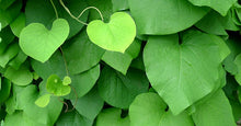 Load image into Gallery viewer, Aristolochia macro. - Dutchman's Pipe