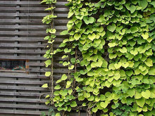 Load image into Gallery viewer, Aristolochia macro. - Dutchman's Pipe