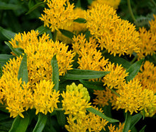 Load image into Gallery viewer, Asclepias tub. 'Hello Yellow' - Milkweed
