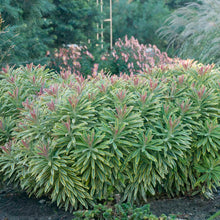 Load image into Gallery viewer, Euphorbia martinii 'Ascot Rainbow'