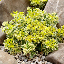 Load image into Gallery viewer, Sedum 'Atlantis'