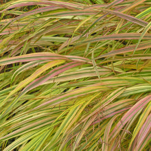 Load image into Gallery viewer, Hakonechloa 'Aureola'