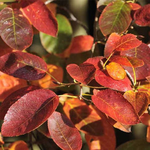 Amelanchier 'Autumn Brilliance' - Serviceberry