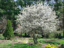 Load image into Gallery viewer, Amelanchier 'Autumn Brilliance' - Serviceberry