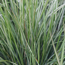 Load image into Gallery viewer, Calamagrostis 'Avalanche'