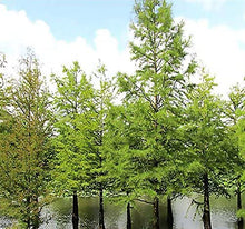 Load image into Gallery viewer, Taxodium distichum - Bald Cypress
