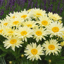 Load image into Gallery viewer, Leucanthemum 'Banana Cream II' - Shasta Daisy